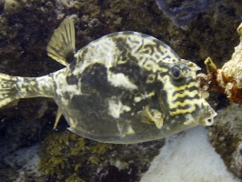 IMG 3194 Scrawled Cowfish